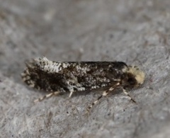 Monopis marginistrigella