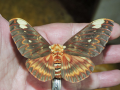 Citheronia beledonon