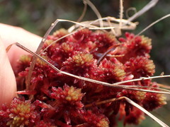 Sphagnum capillifolium