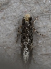 Monopis marginistrigella