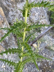 Cirsium candelabrum