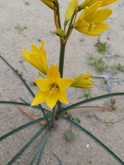Zephyranthes bagnoldii