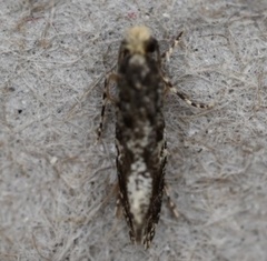 Monopis marginistrigella