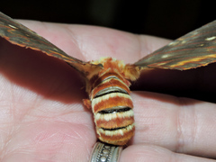 Citheronia beledonon