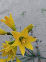 Zephyranthes bagnoldii