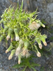 Cirsium candelabrum
