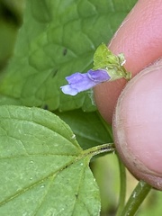 Scutellaria lateriflora