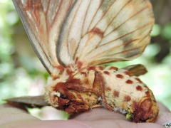 Citheronia beledonon