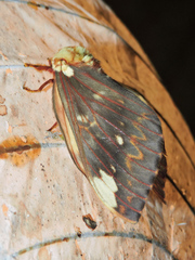 Citheronia beledonon