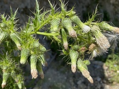 Cirsium candelabrum
