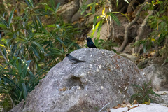 Hypsipetes madagascariensis