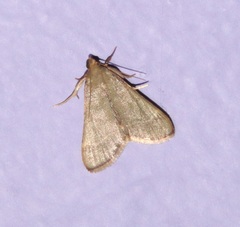 Hypsopygia binodulalis