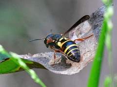 Euodynerus annulatus