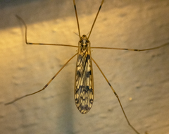 Metalimnobia cinctipes