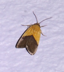 Ponometia semiflava