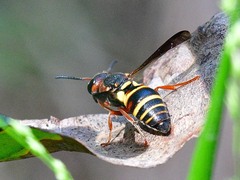 Euodynerus annulatus