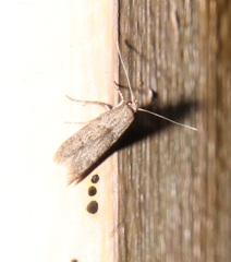 Blastobasinae