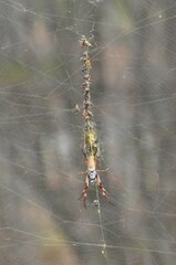 Trichonephila edulis