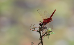 Urothemis signata