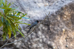 Hypsipetes madagascariensis