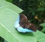 Tanaecia iapis