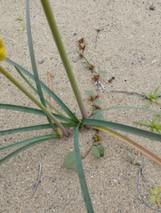Zephyranthes bagnoldii
