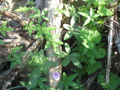 Ipomoea heptaphylla