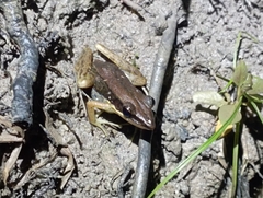 Indosylvirana nicobariensis