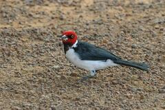 Paroaria gularis gularis