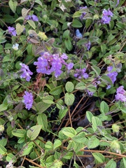 Lantana montevidensis