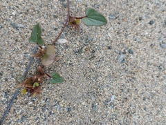 Dioscorea fastigiata