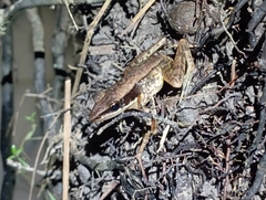 Indosylvirana nicobariensis