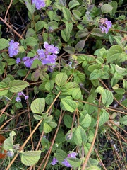 Lantana montevidensis