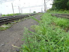 Panicum miliaceum ruderale