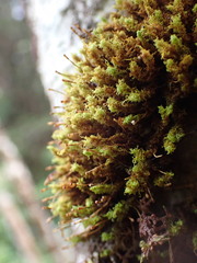 Ulota intermedia