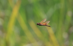 Hydrobasileus croceus
