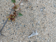 Dioscorea fastigiata