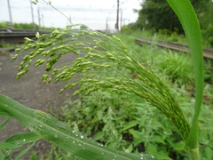 Panicum miliaceum ruderale