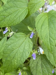Scutellaria lateriflora