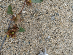 Dioscorea fastigiata