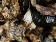 Amphibalanus reticulatus