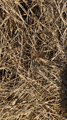 Poecilanthrax arethusa