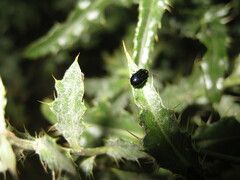 Phratora