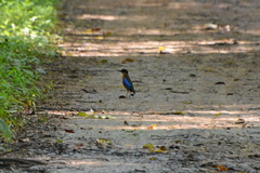 Pitta moluccensis