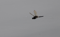Pseudothemis zonata
