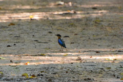 Pitta moluccensis
