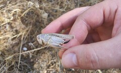 Platycleis intermedia