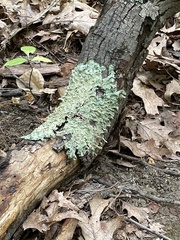 Flavoparmelia caperata