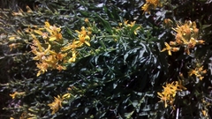 Solidago virgaurea fallit-tirones