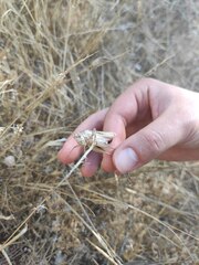 Platycleis intermedia